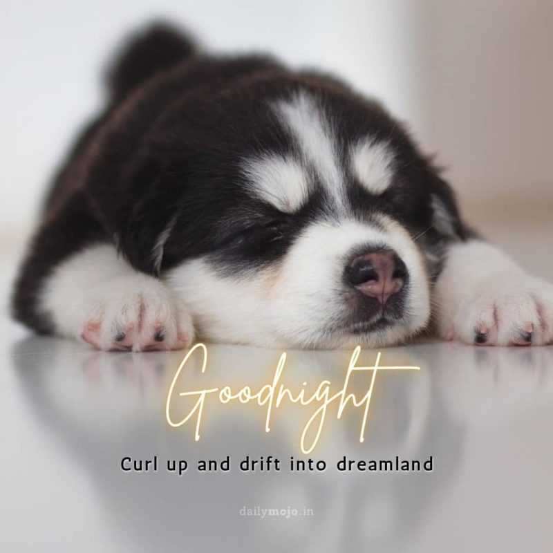Sleeping puppy with message Curl up and drift into dreamland.