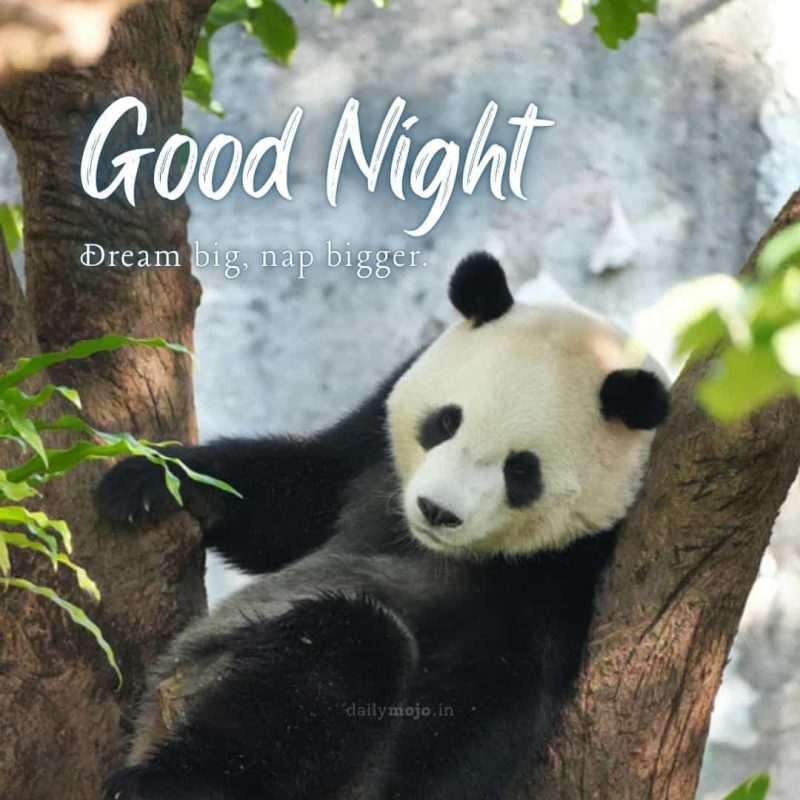 Sleepy panda with message Dream big, nap bigger