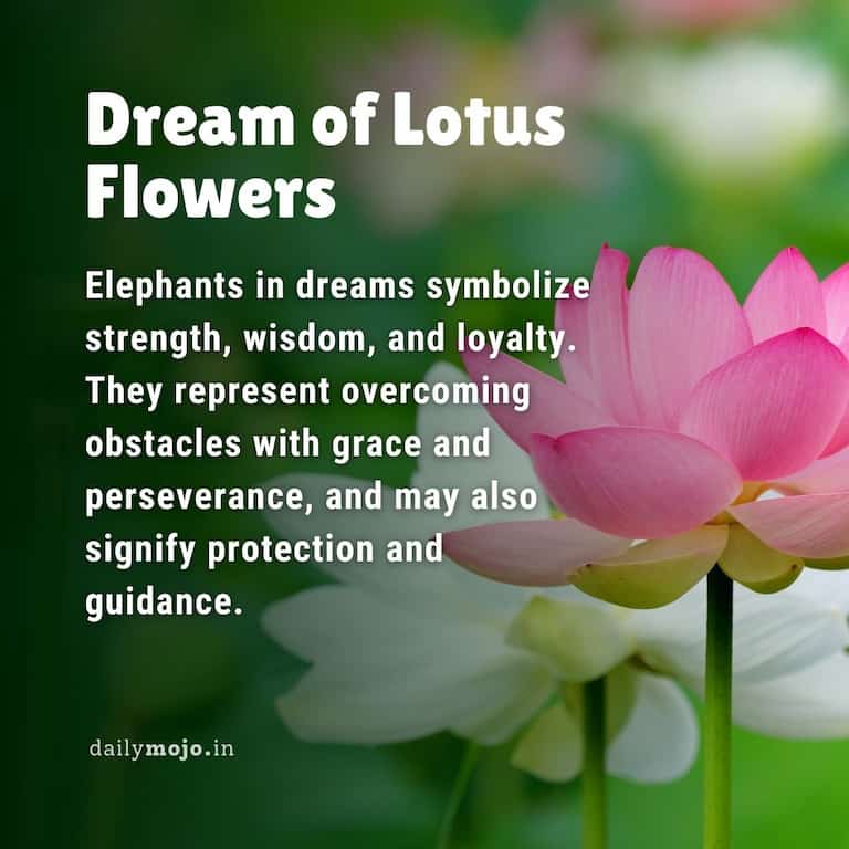 Dream of Lotus Flowers