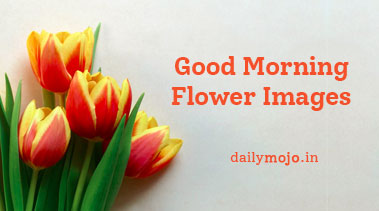 Good Morning Flower Images, Wishes & Quotes