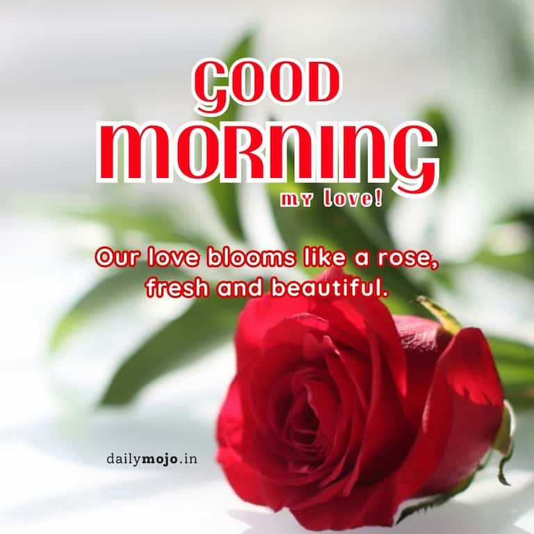Good morning, my love! Our love blooms like a rose, fresh and beautiful