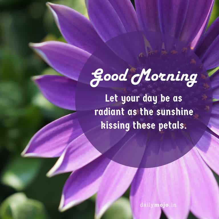 Let your day be as radiant as the sunshine kissing these petals. Good morning