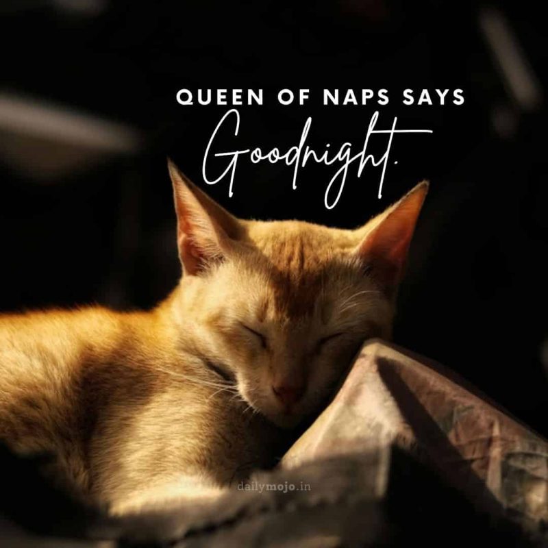 sleeping cat with message Queen of Naps says good night