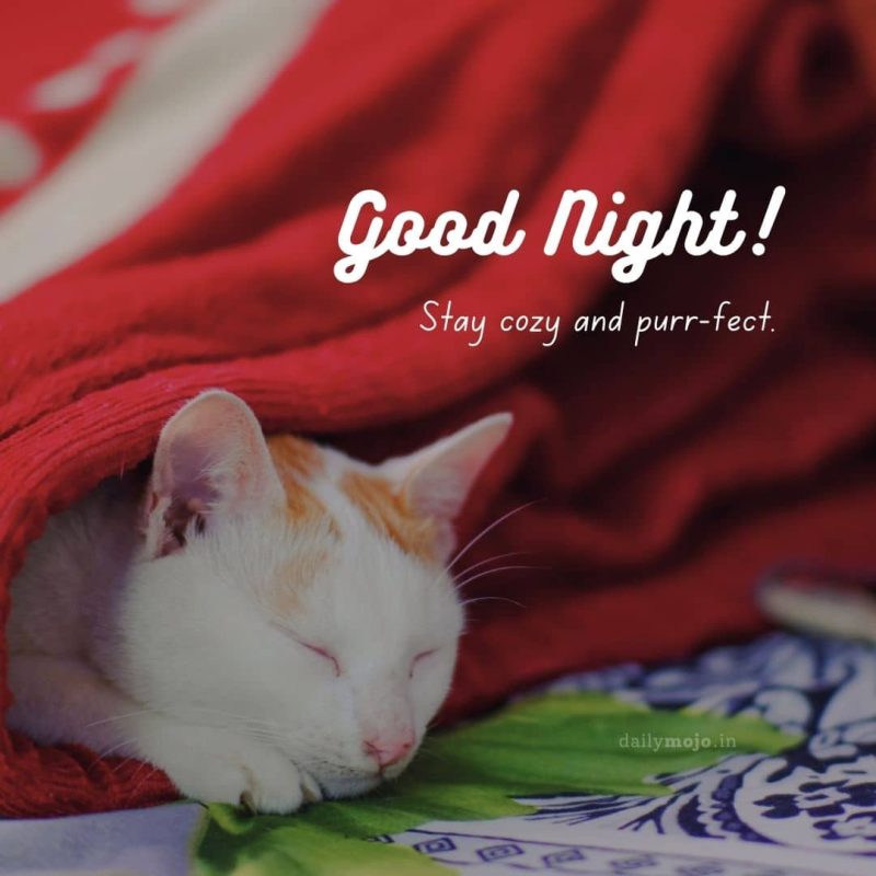 Cat under blanket with message Good night! Stay cozy and purr-fect