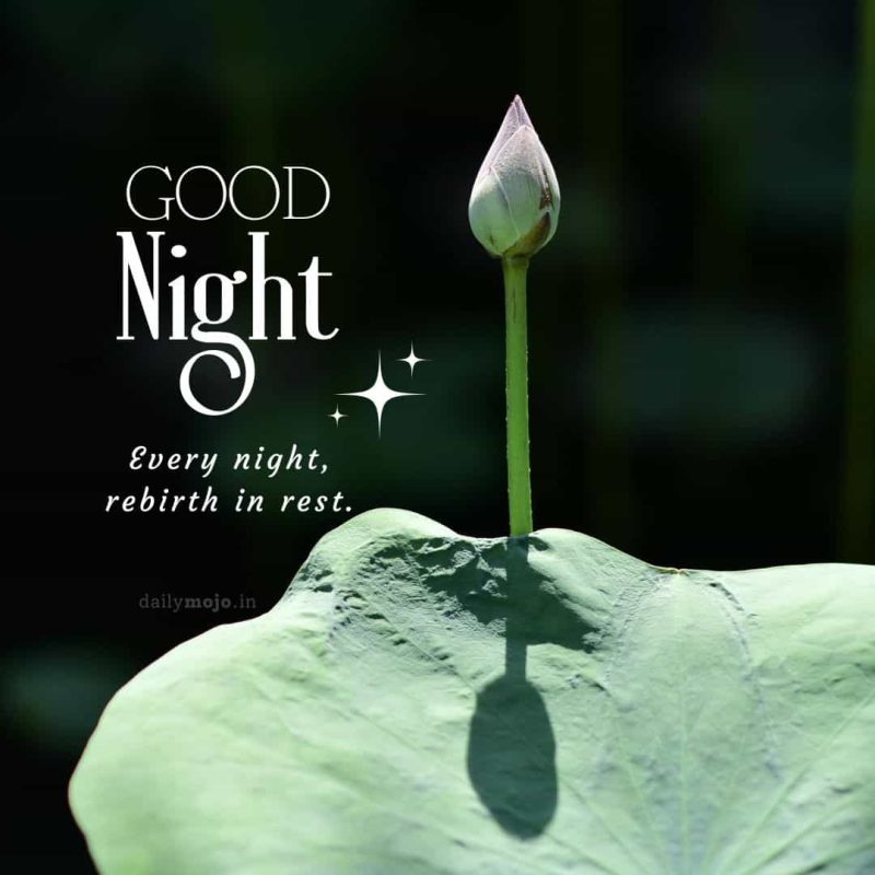blooming lotus good night image
