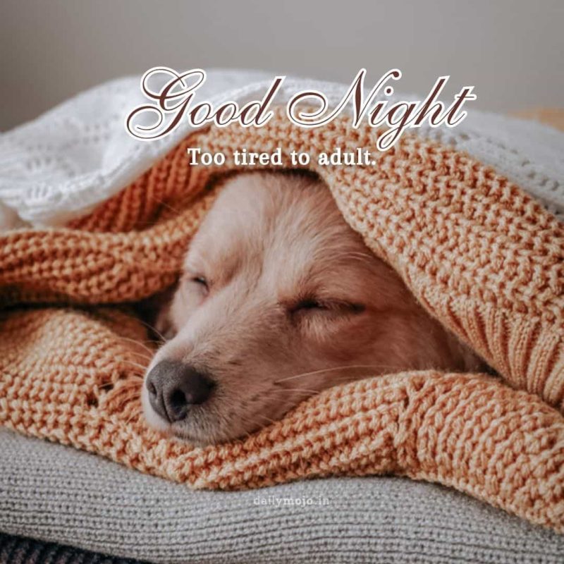 Dog with blanket with message Too tired to adult
